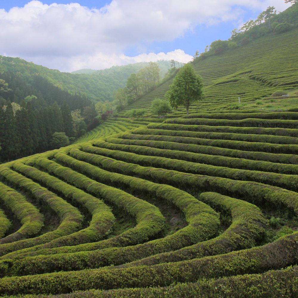 주변전경