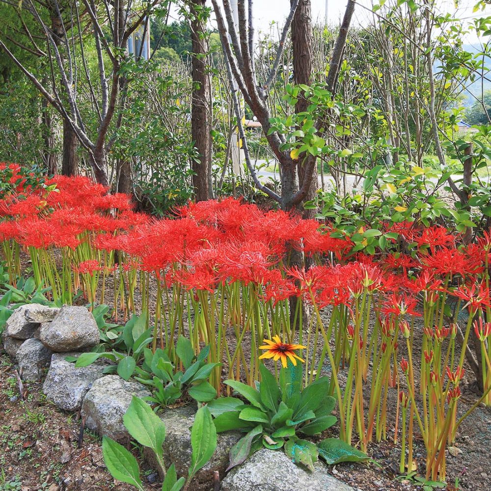 주간전경